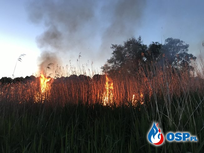 Pożar trzcinowiska w Krzymowie OSP Ochotnicza Straż Pożarna