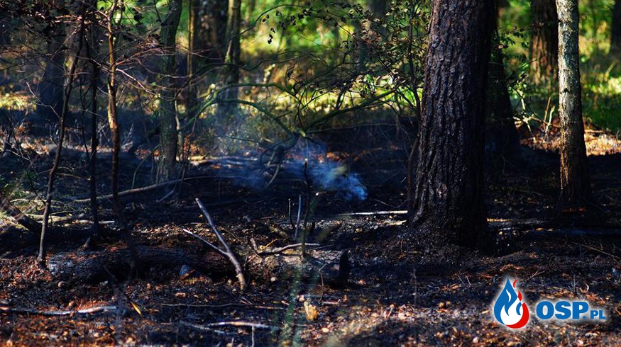 Pożar poszycia leśnego - Stróżki gm. Wronki OSP Ochotnicza Straż Pożarna