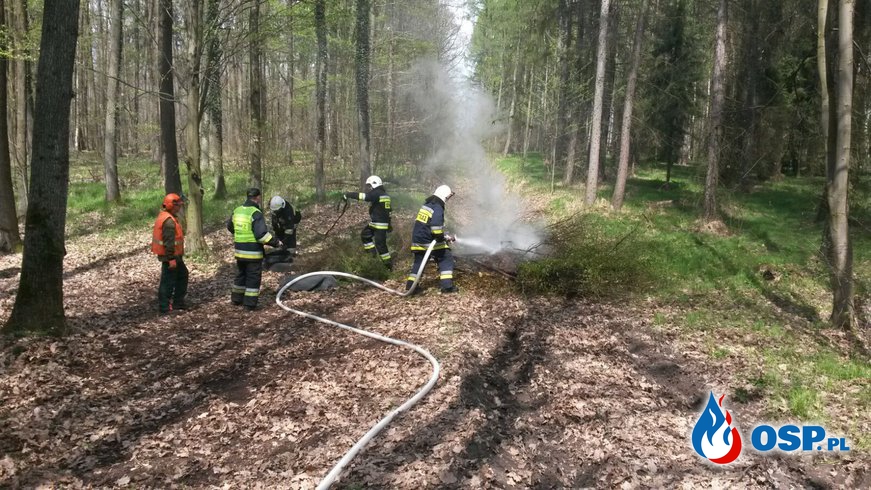 Ćwiczenia pożarnicze w lesie w Głubczycach OSP Ochotnicza Straż Pożarna
