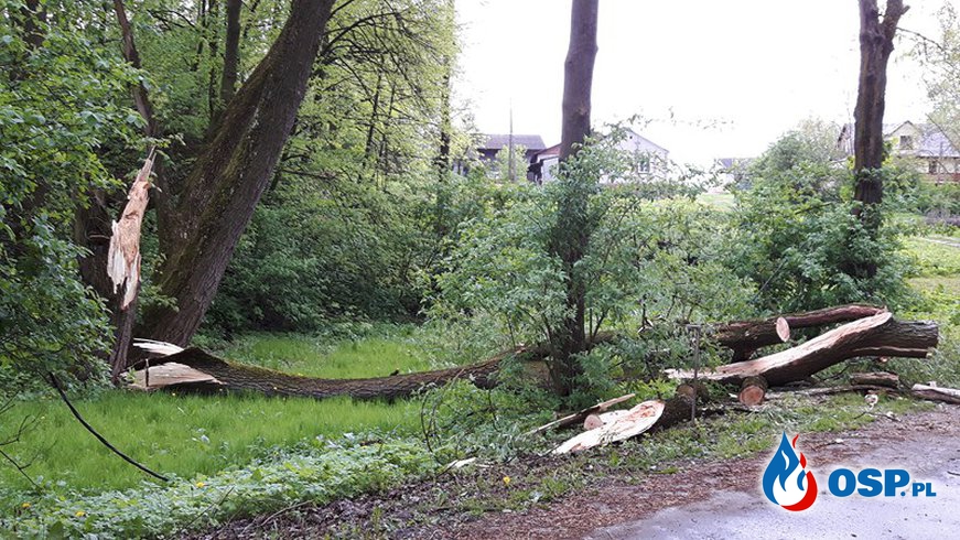 Powalone drzewo na drodze gminnej OSP Ochotnicza Straż Pożarna