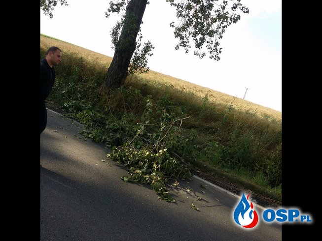 Zwisający konar drzewa nad drogą relacji Biała – Solec OSP Ochotnicza Straż Pożarna