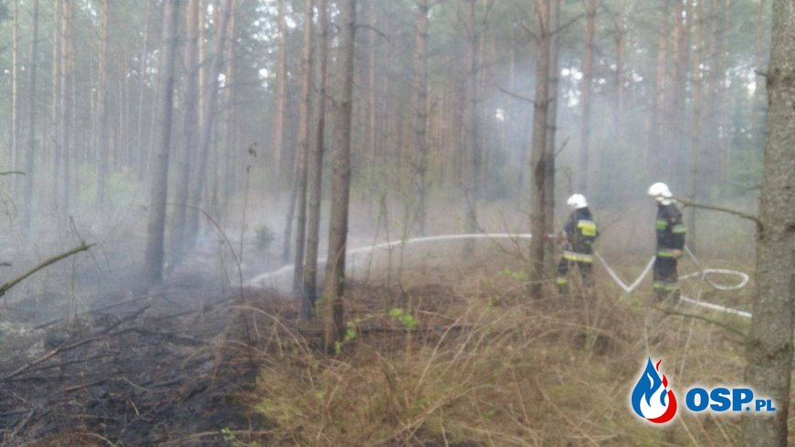 Wyjazd 12/2016 - pożar poszycia leśnego OSP Ochotnicza Straż Pożarna