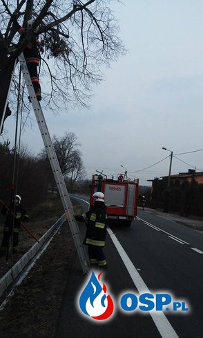 [11/2016] Złamane konary drzew OSP Ochotnicza Straż Pożarna