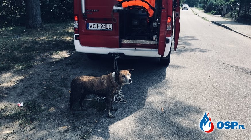 Pies uwięziony na wysepce OSP Ochotnicza Straż Pożarna