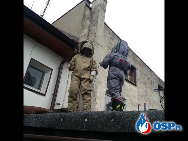 Gniazdo szerszeni pod dachem w Białej OSP Ochotnicza Straż Pożarna