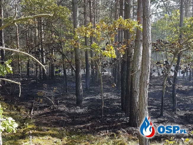 Pożar lasu - ul. Babicka w Rozkochowie OSP Ochotnicza Straż Pożarna