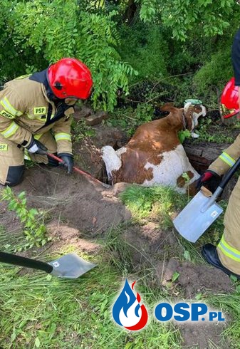 Krowa utknęła w studzience. Strażacy użyli pasów, by ją wydostać. OSP Ochotnicza Straż Pożarna