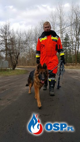 8 psów szkolonych w Lubuskim!! OSP Ochotnicza Straż Pożarna