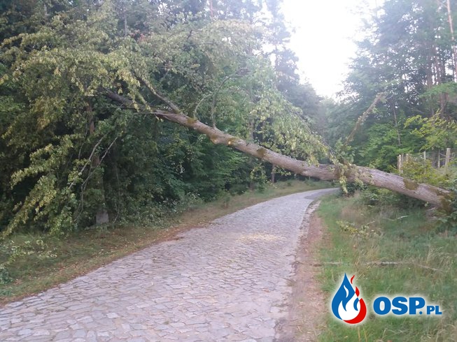 Usuwanie pochylonego Drzewa. OSP Ochotnicza Straż Pożarna