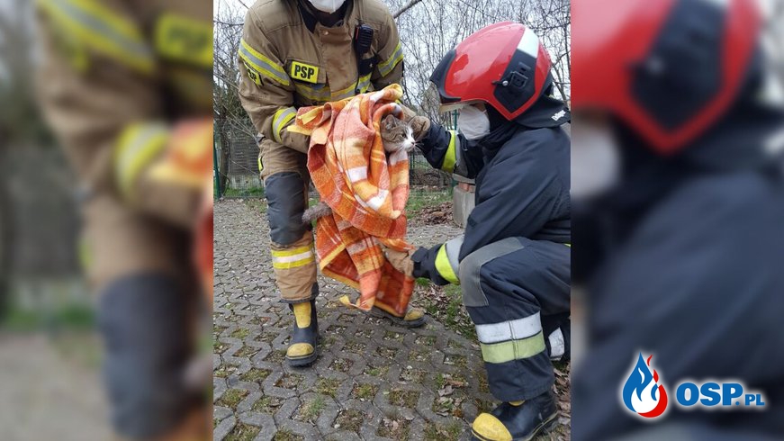 Brzescy strażacy uratowali rannego kota, który wpadł do studni OSP Ochotnicza Straż Pożarna