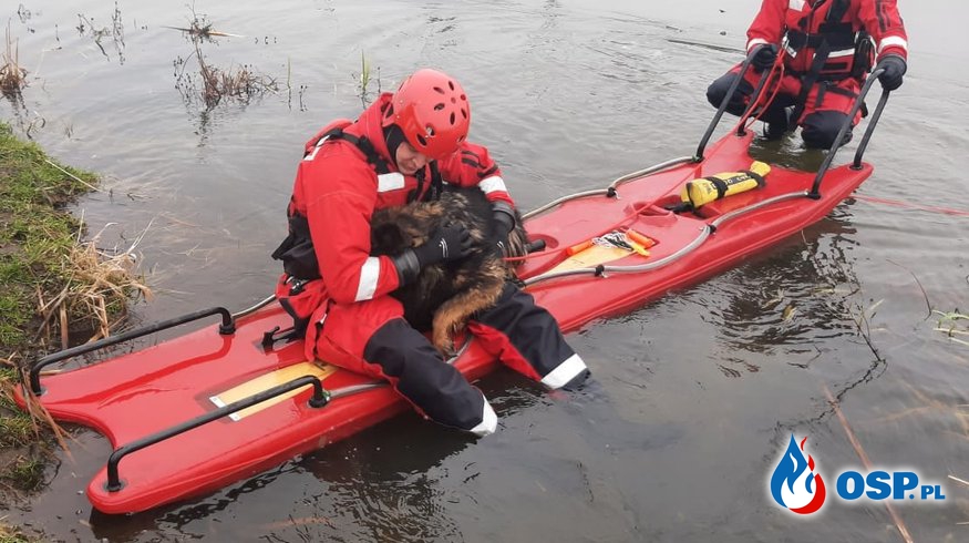 Strażacy uratowali psa, który utknął na lodzie. Spłoszył go huk fajerwerków. OSP Ochotnicza Straż Pożarna