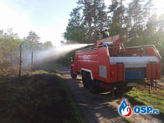 Pożar lasu pomiędzy  Starymi Łysogórkami a Moryniem OSP Ochotnicza Straż Pożarna