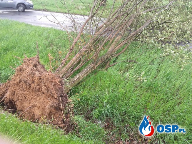 Powalone drzewo na drodze nr 458 OSP Ochotnicza Straż Pożarna