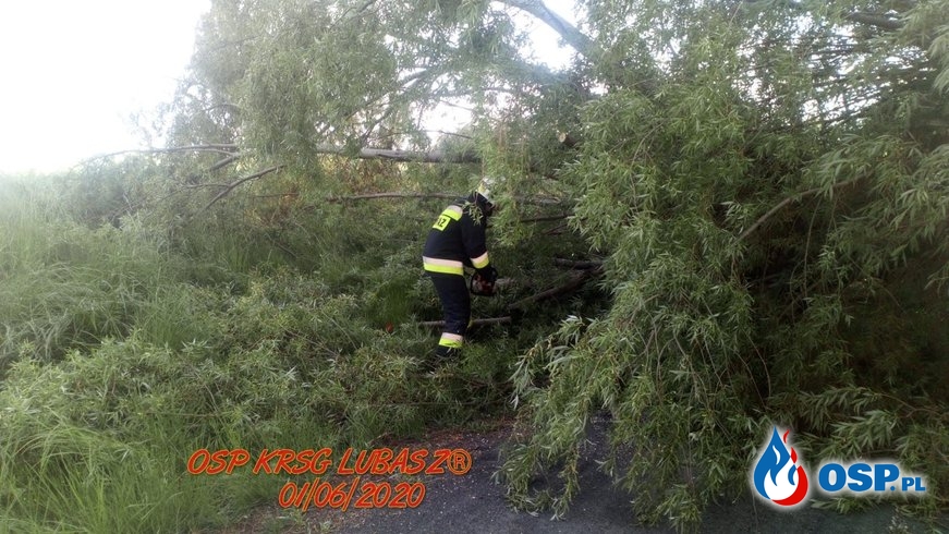 Pochylone drzewo nad drogą OSP Ochotnicza Straż Pożarna