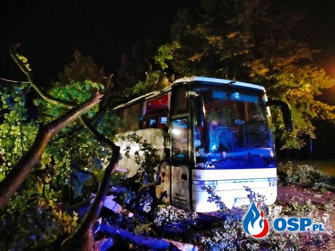 Drzewo runęło na autobus w Pucku. Ponad 400 interwencji strażaków po wichurach na Pomorzu. OSP Ochotnicza Straż Pożarna