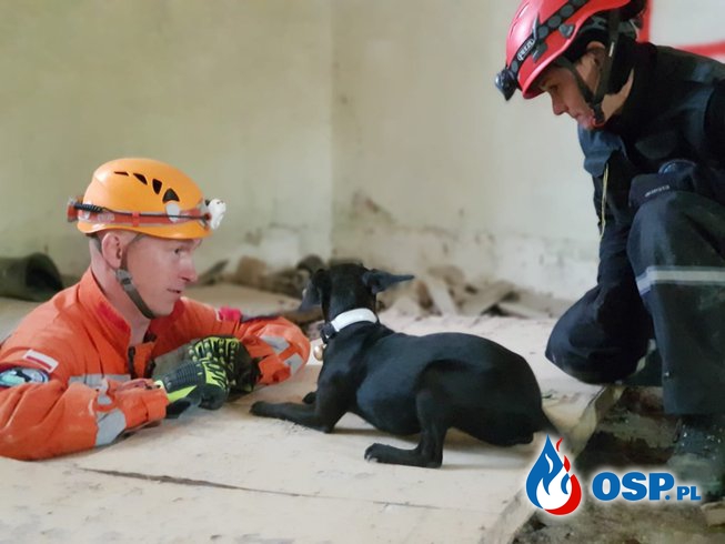 W Wałbrzychu powstaje OSP z psami do poszukiwań OSP Ochotnicza Straż Pożarna