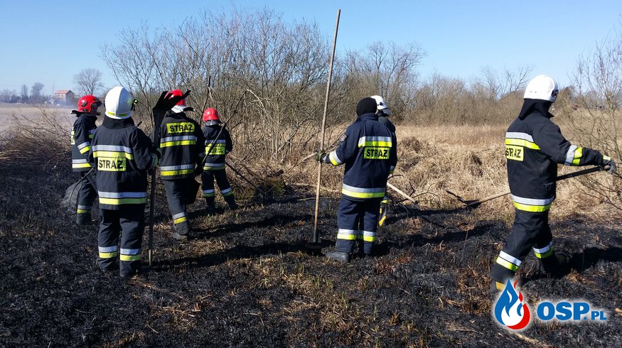 Pożar nieużytków w Gosławiu (gm. Trzebiatów) OSP Ochotnicza Straż Pożarna