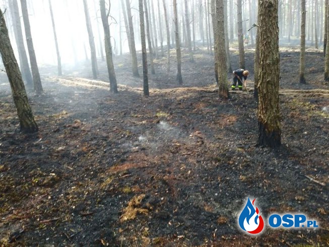 Gogolice – pożar poszycia leśnego OSP Ochotnicza Straż Pożarna