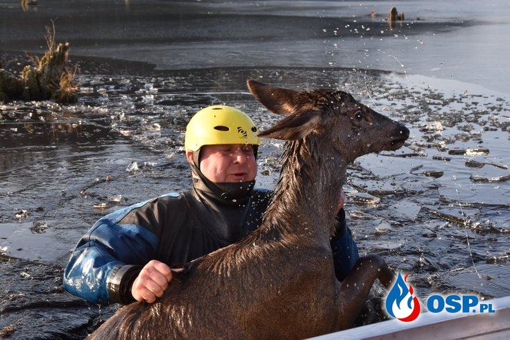 Strażacy i leśnicy uratowali jelenie, które utknęły na zamarzniętym stawie OSP Ochotnicza Straż Pożarna