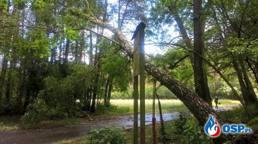 Złamany konar drzewa OSP Ochotnicza Straż Pożarna