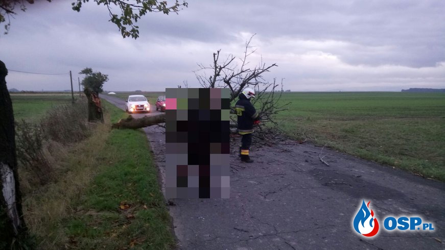 Przewrócone drzewo na drogę pomiędzy Białą a Józefowem OSP Ochotnicza Straż Pożarna