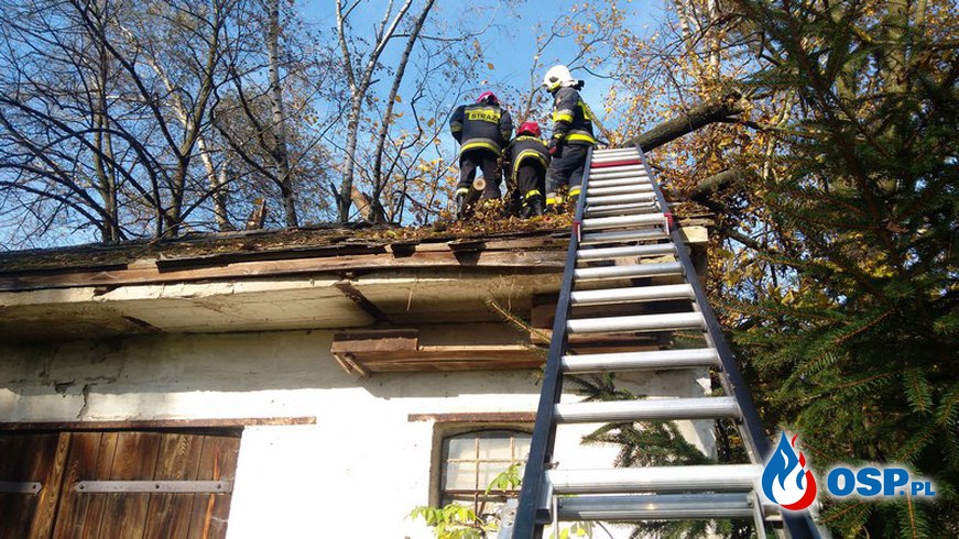 Uszkodzony dach spadającym konarem OSP Ochotnicza Straż Pożarna