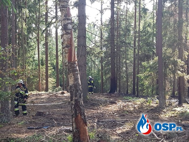 Pożar Lasu Korzybie-Obłęże 05-06-2019 OSP Ochotnicza Straż Pożarna