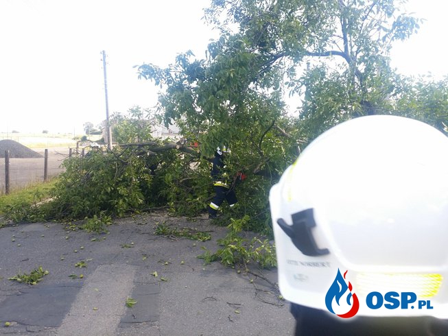 Konar drzewa blokujący drogę w Białej OSP Ochotnicza Straż Pożarna