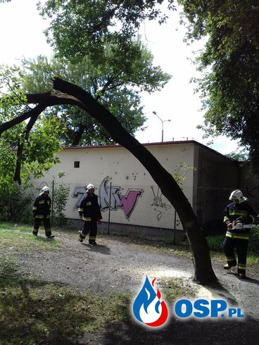 Inowrocław - usunięcie nadłamanych konarów drzew OSP Ochotnicza Straż Pożarna
