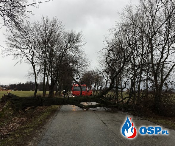 Powalone drzewo w Słupi pod Kępnem OSP Ochotnicza Straż Pożarna