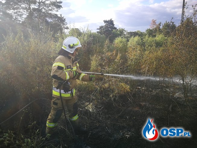 Pożar terenów leśnych niedaleko Morynia OSP Ochotnicza Straż Pożarna