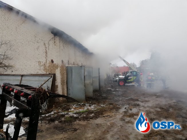 Pożar chlewni pod Iławą. Ewakuowano blisko 300 zwierząt. OSP Ochotnicza Straż Pożarna