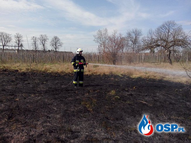 Gaszenie traw przez naszą jednostkę w ostatnich dniach. OSP Ochotnicza Straż Pożarna