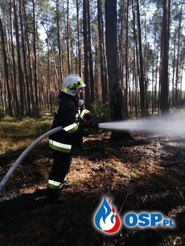 Rzecin – pożar poszycia leśnego OSP Ochotnicza Straż Pożarna