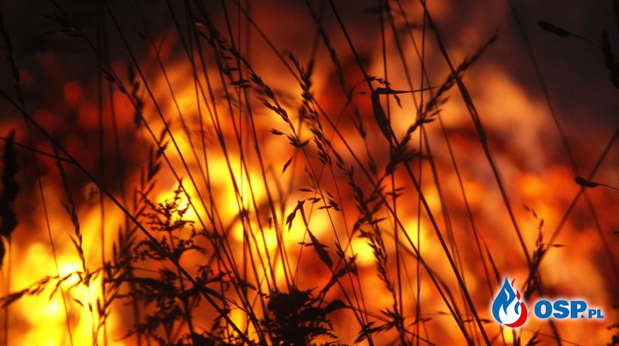 Pożar trawy i gałęzi OSP Ochotnicza Straż Pożarna