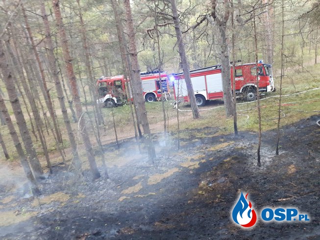 Pożar ściółki leśnej OSP Ochotnicza Straż Pożarna