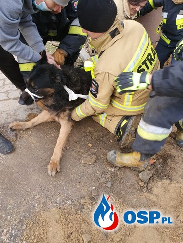 Trudna akcja ratowania psa. Strażacy musieli ręcznie odkopać studzienkę. OSP Ochotnicza Straż Pożarna
