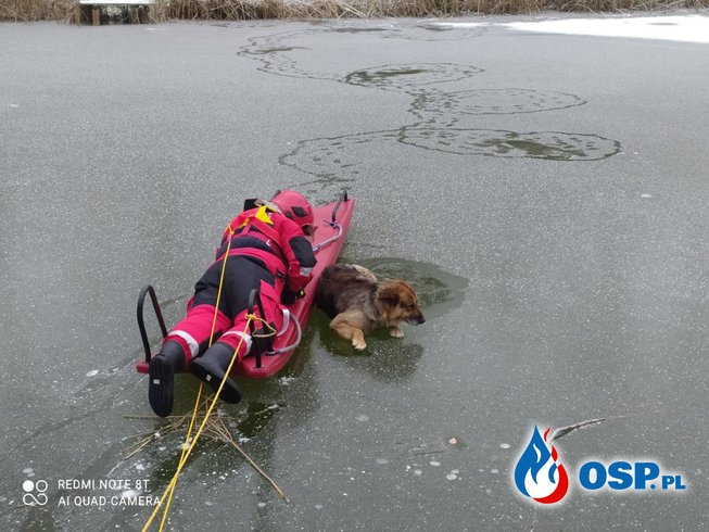 Ranny pies utknął na zamarzniętym stawie. Strażacy ruszyli na ratunek. OSP Ochotnicza Straż Pożarna