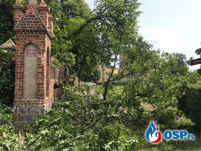 82-83/2019 Powalone drzewa, zablokowana droga i uszkodzony mur obronny OSP Ochotnicza Straż Pożarna