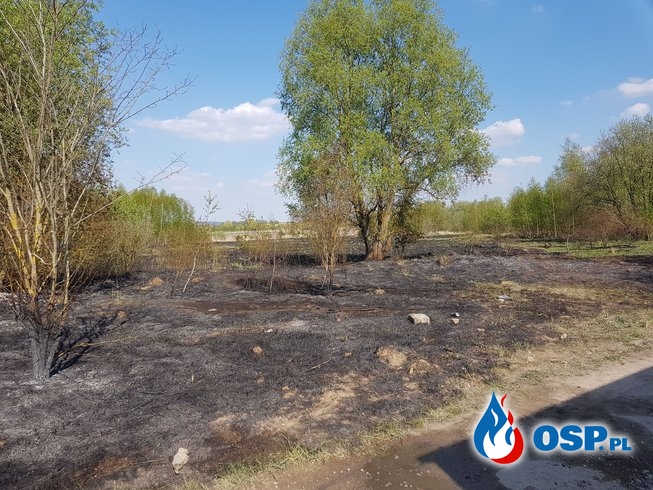 Pożar nieużytków na lotnisku w Chojnie OSP Ochotnicza Straż Pożarna