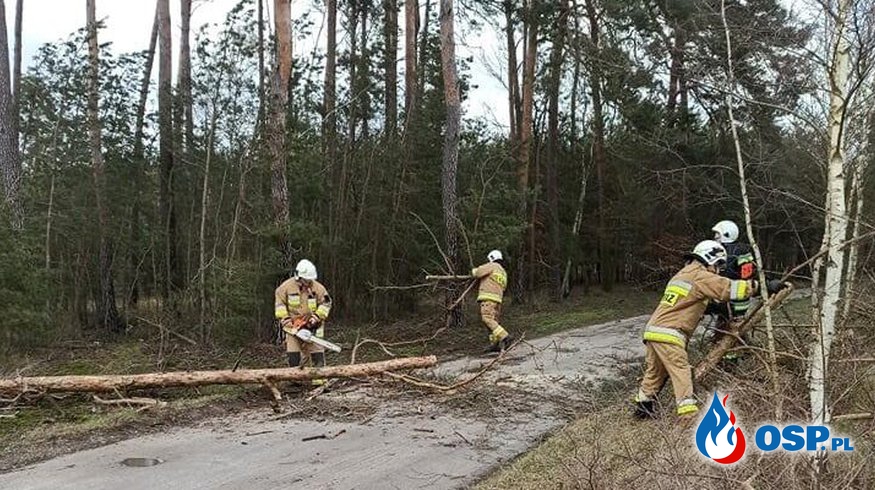 Wartosław – drzewo na drodze OSP Ochotnicza Straż Pożarna