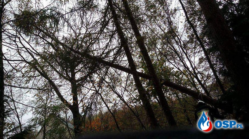 Powalone drzewo na drogę dojazdową w Biertowicach OSP Ochotnicza Straż Pożarna