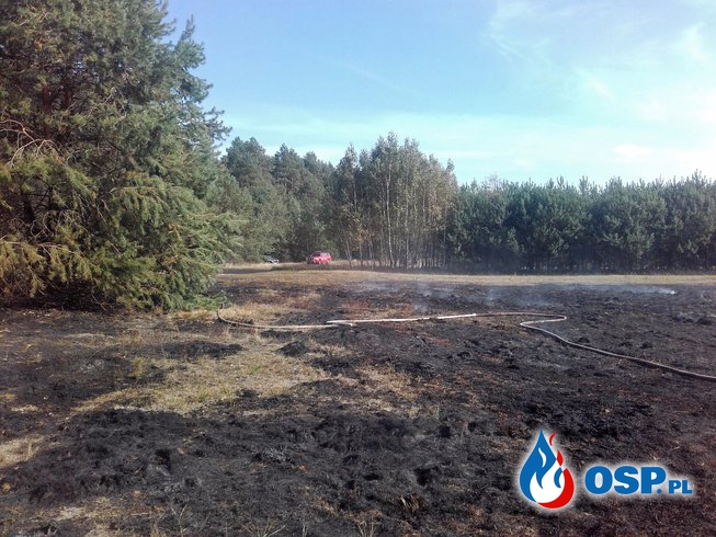 Pożar poszycia leśnego i nieużytków OSP Ochotnicza Straż Pożarna