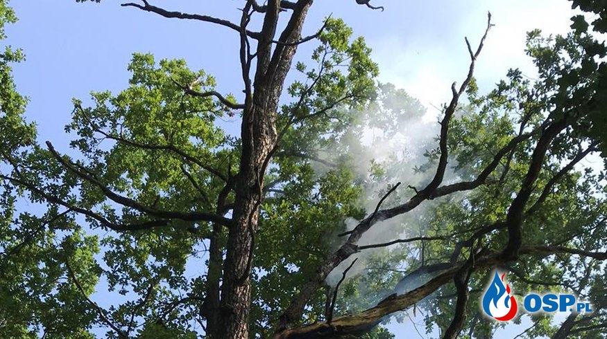 115/2019 Pożar drzewa na wysokości 12m po uderzeniu pioruna OSP Ochotnicza Straż Pożarna