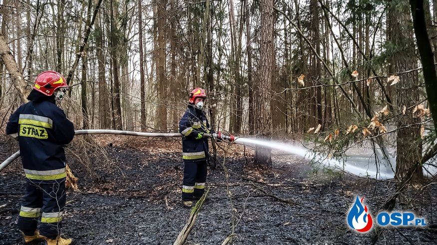 Pożar poszycia Leśnego  Barcino-Bronowo 05-04-2019 OSP Ochotnicza Straż Pożarna