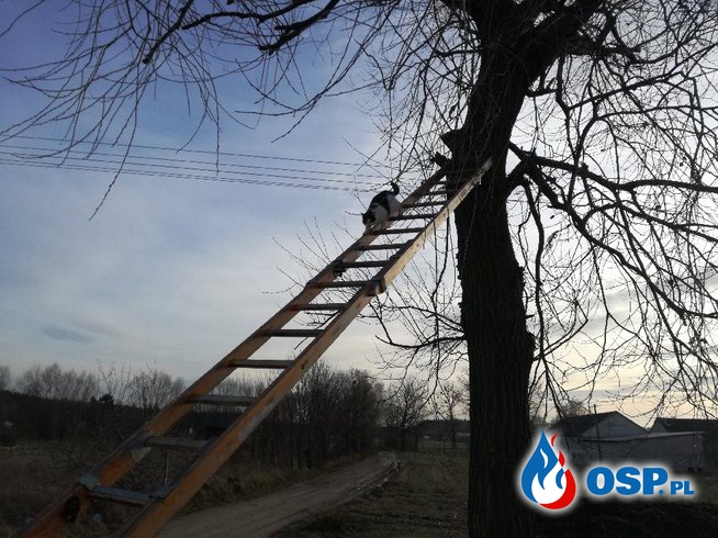 Postanowił sam zejść z drzewa OSP Ochotnicza Straż Pożarna