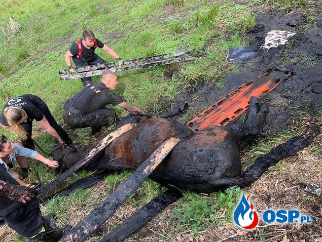 Nietypowa akcja w Bytomiu. Strażacy ratowali konia, który utknął w bagnie. OSP Ochotnicza Straż Pożarna