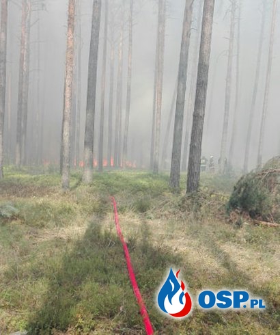 Duży pożar lasu OSP Ochotnicza Straż Pożarna