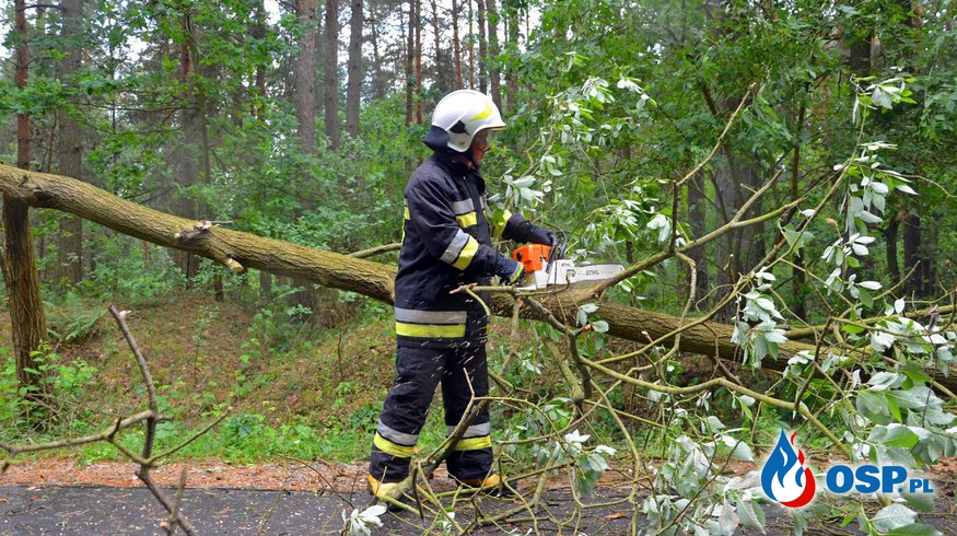 Usuwanie powalonego drzewa z jezdni OSP Ochotnicza Straż Pożarna