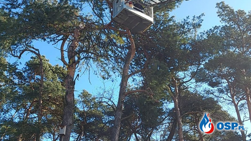 Niebezpiecznie zwisające drzewo OSP Ochotnicza Straż Pożarna